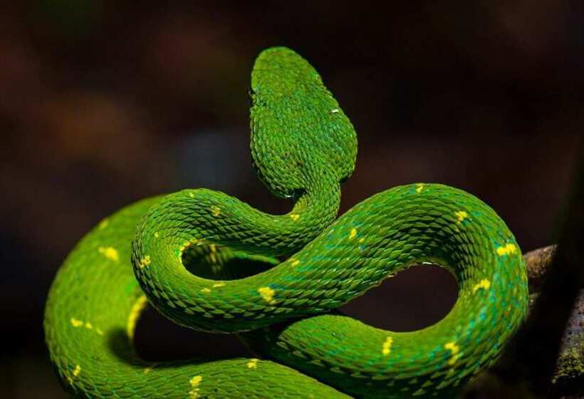 Отель Monteverde Lodge & Gardens By Boena