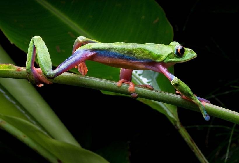 Отель Monteverde Lodge & Gardens By Boena