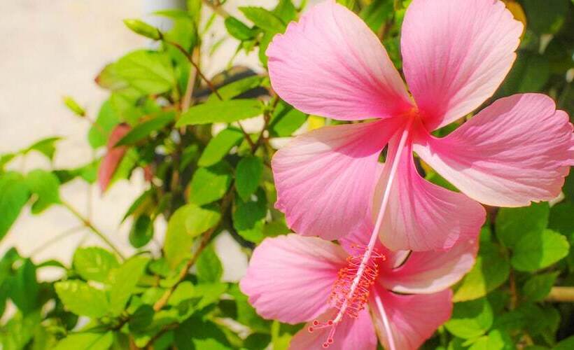 فندق Palm Royal Naha Kokusai Street