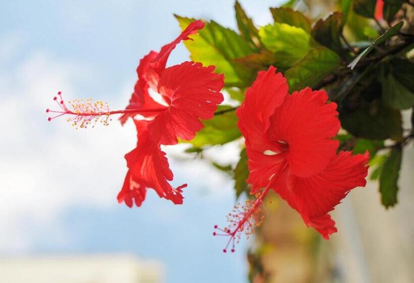 فندق Palm Royal Naha Kokusai Street