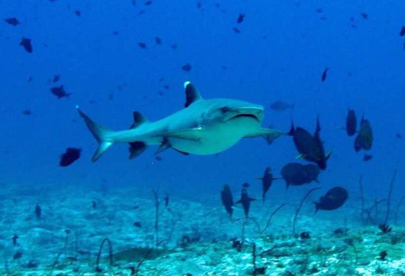 پانسیون Summer Villa Guest House