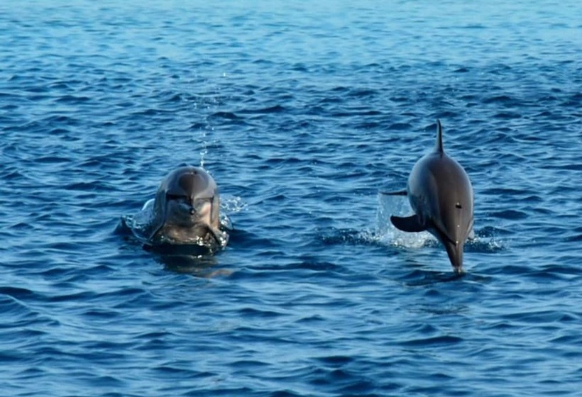 پانسیون Summer Villa Guest House