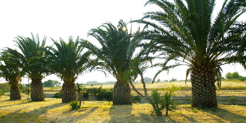 Sunny Studios & Apartments