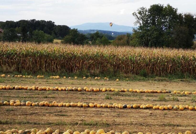 Aparthotel Goldener Hahn Apartments