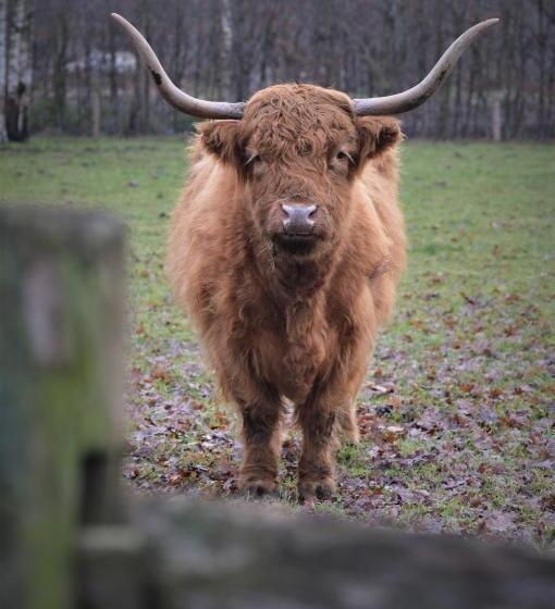 B&b Wood, Food & More