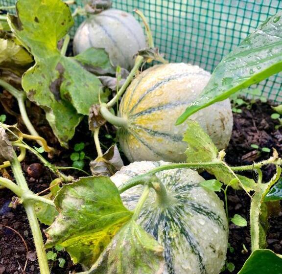 住宿加早餐 Chalet D Hôtes Auris