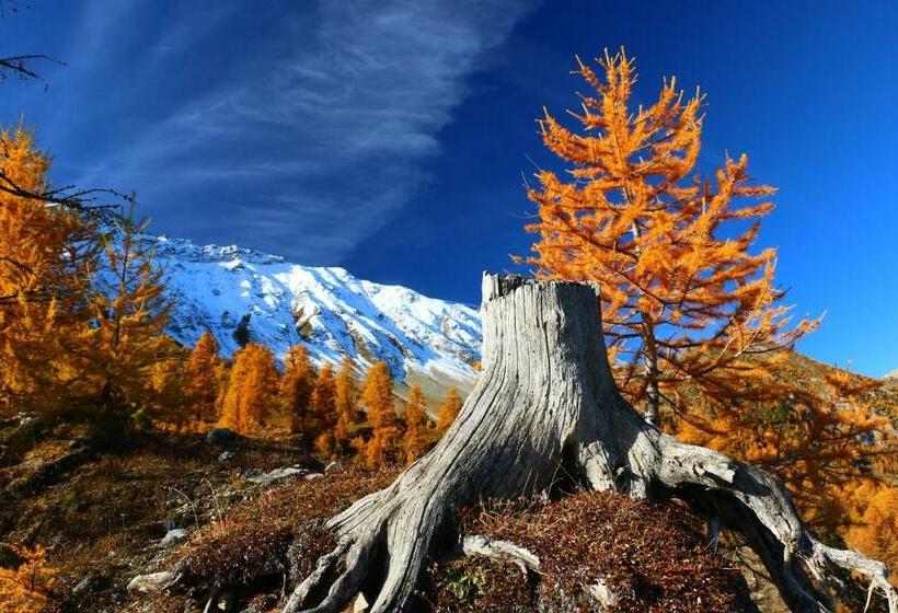 ベッドアンドブレックファースト Alpina Hotel Apartments