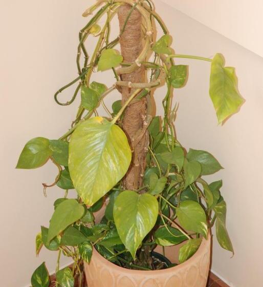 Apartahotel Fc Catedral