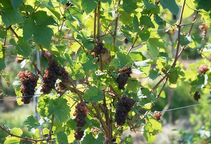 ホテル Weinhaus Burg Schneider