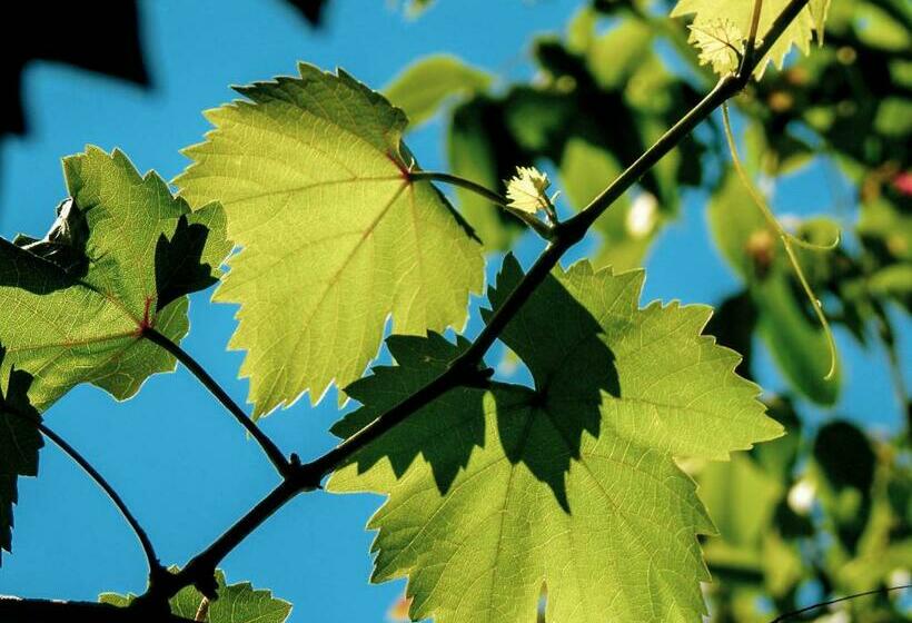 Отель Weinhaus Burg Schneider