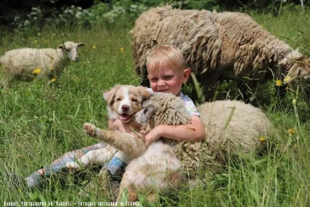 膳宿费 Chata U Kostela