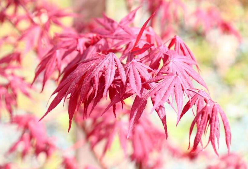 بنسيون Tubakiann