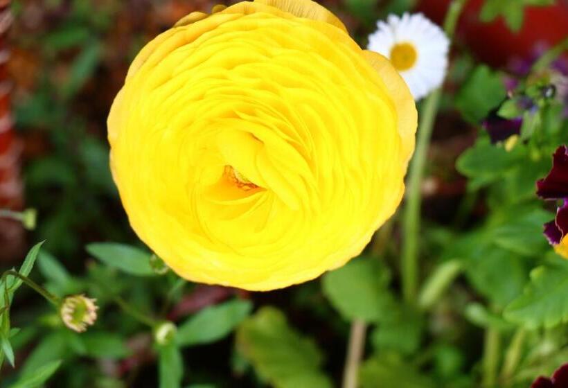 بنسيون Tubakiann