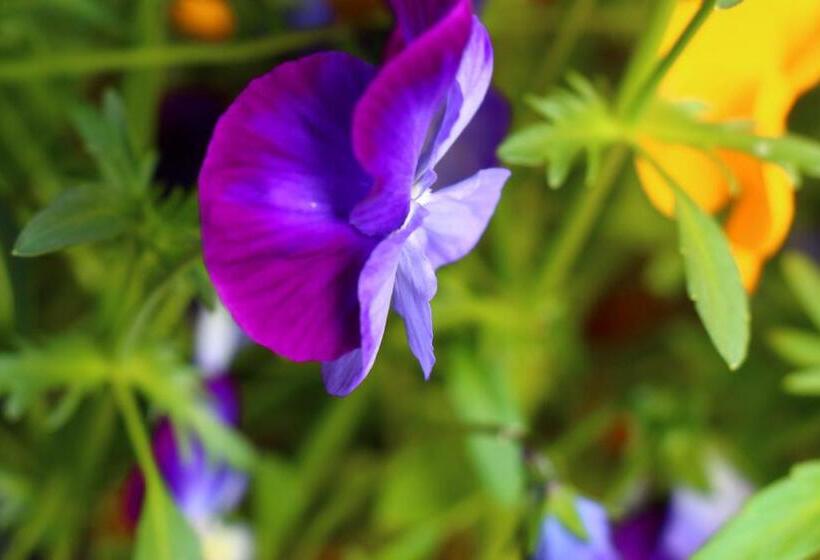 بنسيون Tubakiann