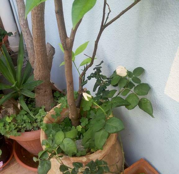 ベッドアンドブレックファースト I Tre Scalini