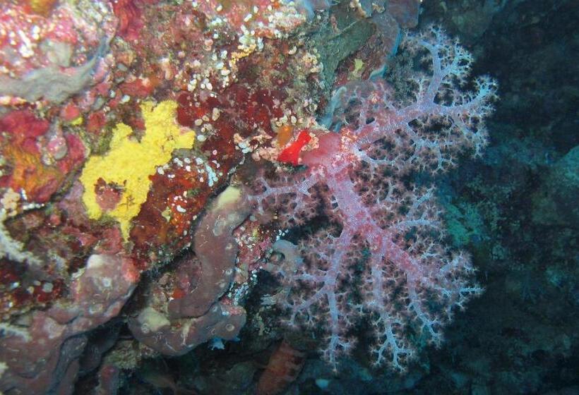 Gustav S Place Silver Beach Dive Resort