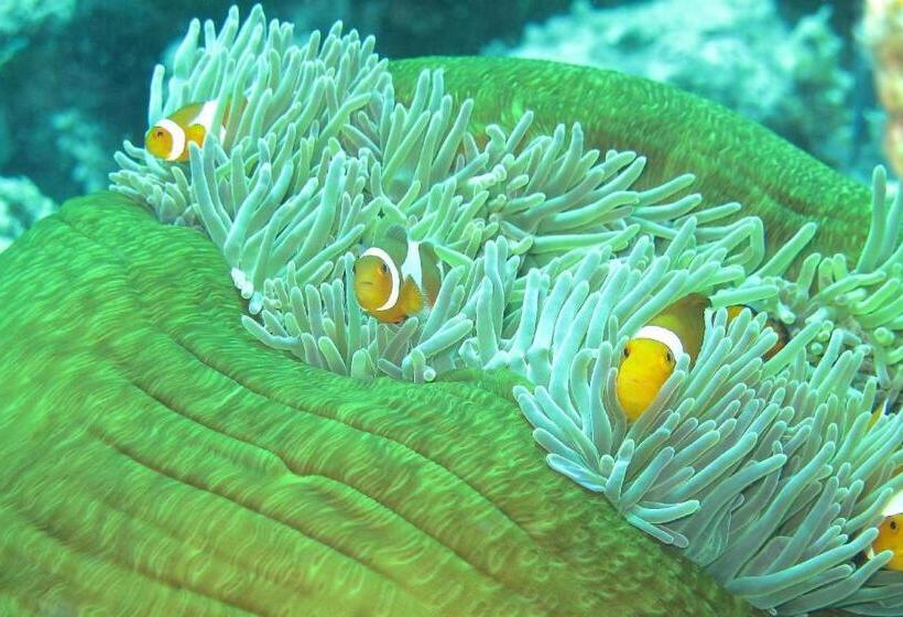 Gustav S Place Silver Beach Dive Resort