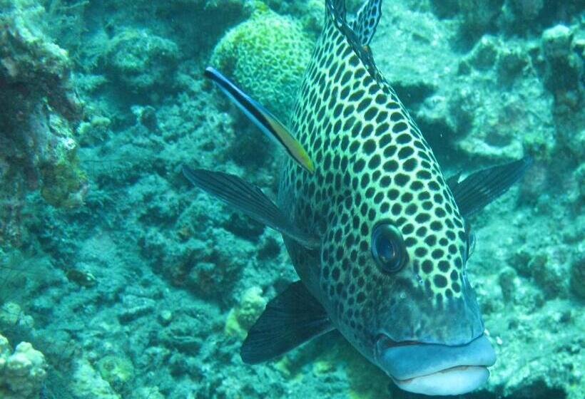 Gustav S Place Silver Beach Dive Resort