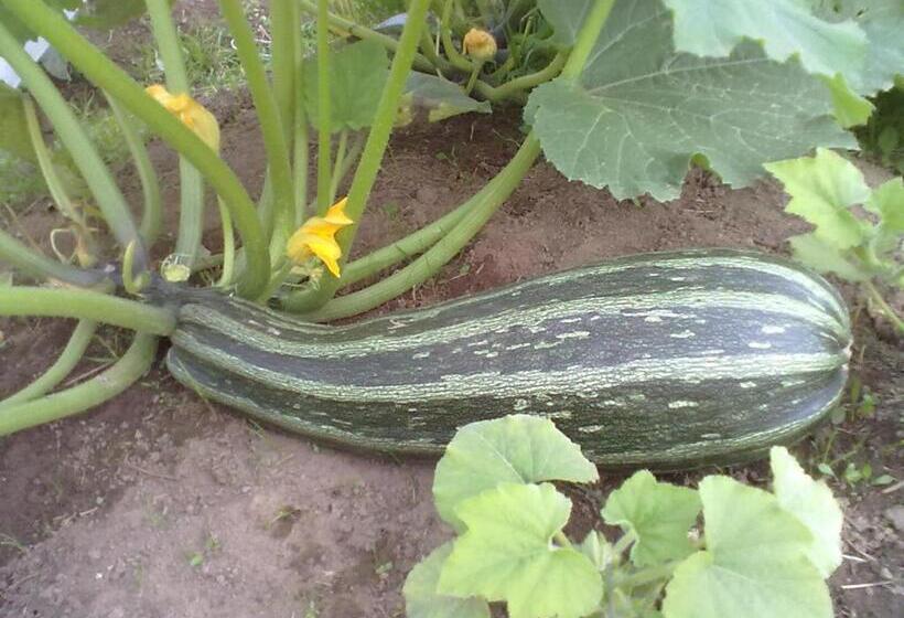 بنسيون Christinagården Guesthouse