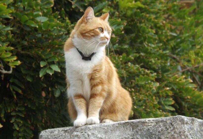 B&b Il Gatto Pescatore