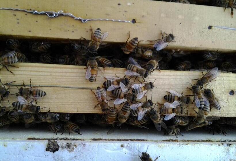 Отель Agriturismo Terre Rosse Portofino