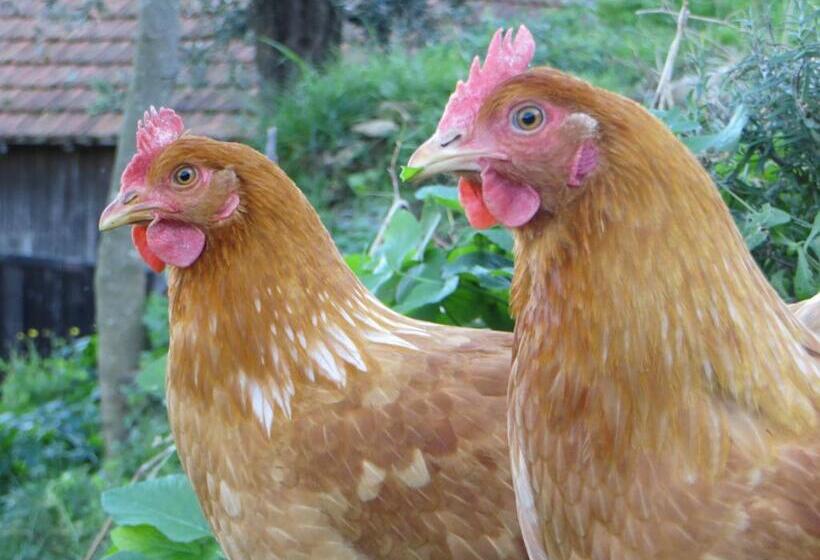 Отель Agriturismo Terre Rosse Portofino