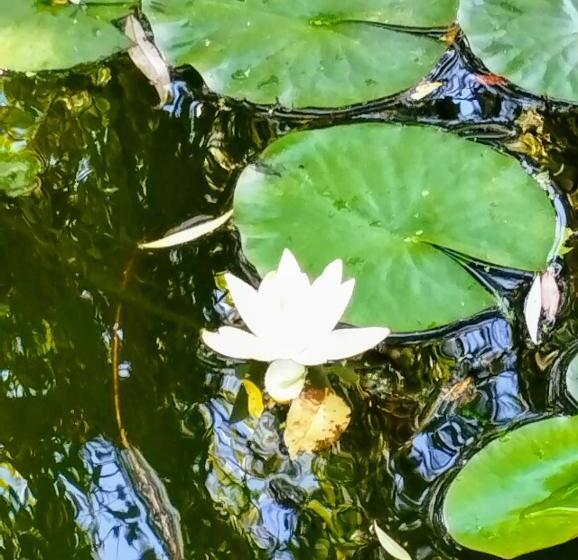 ペンション Helesfa Vendégház