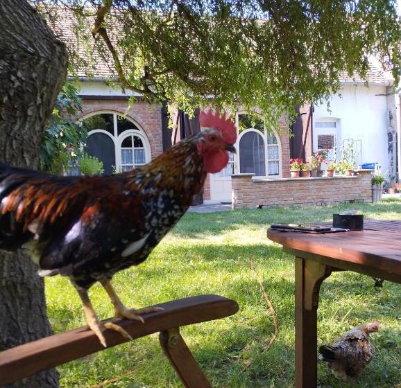 ペンション Helesfa Vendégház