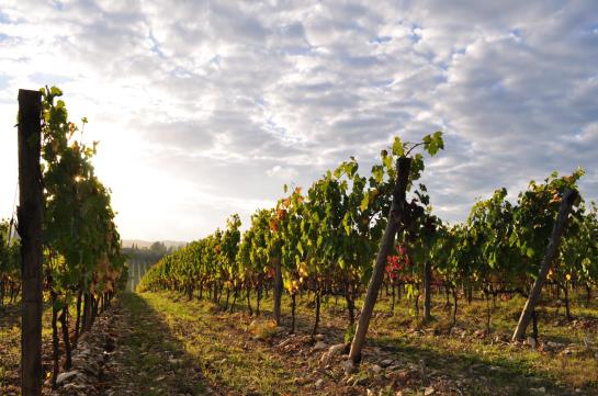 Bed and Breakfast Castellare De Noveschi Resort