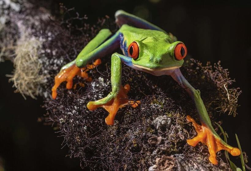 فندق Peace Lodge