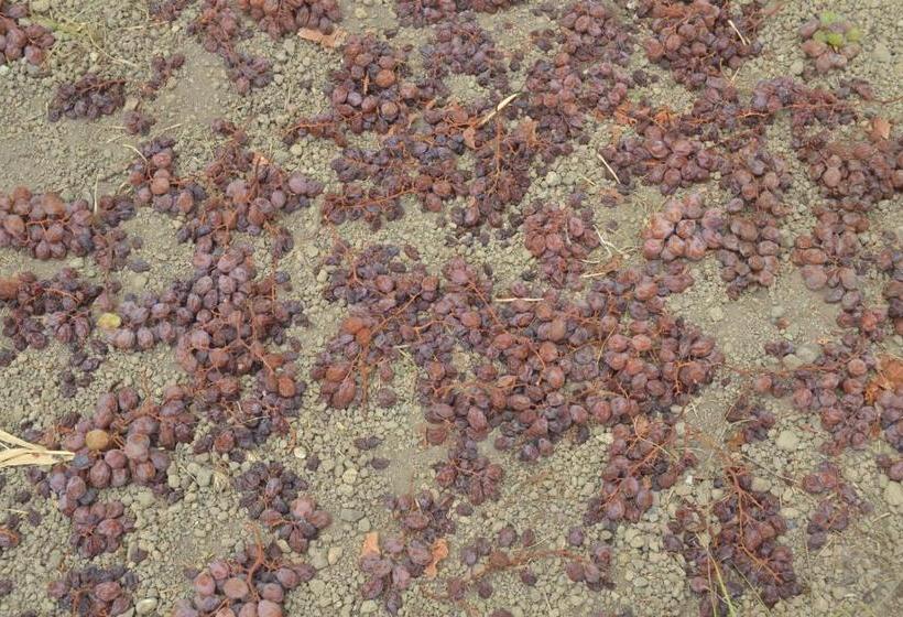 هتل Agriturismo Zinedi