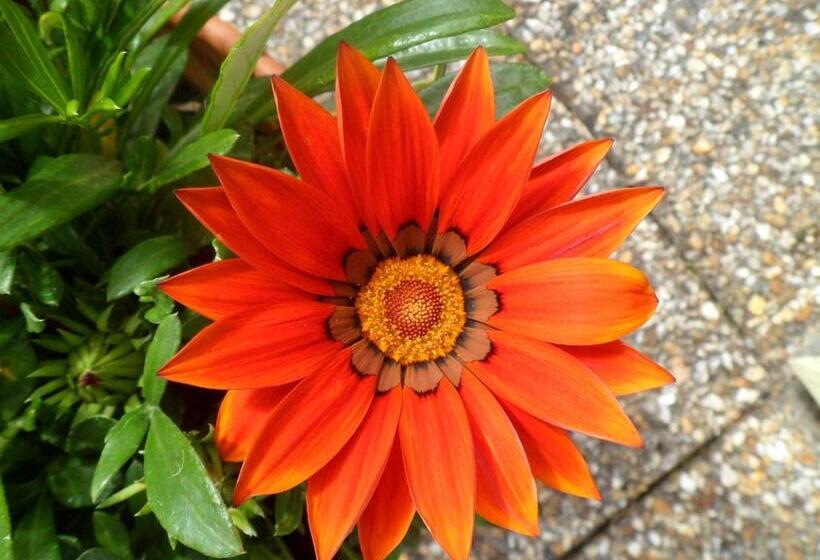 膳宿费 Rosslare Strand Rooms Only Accommodation