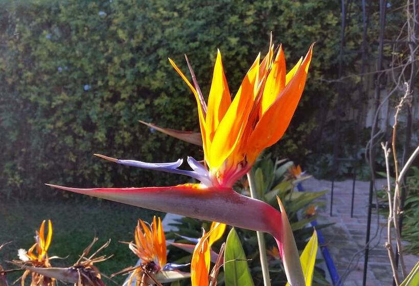 فندق La Francesa Suites