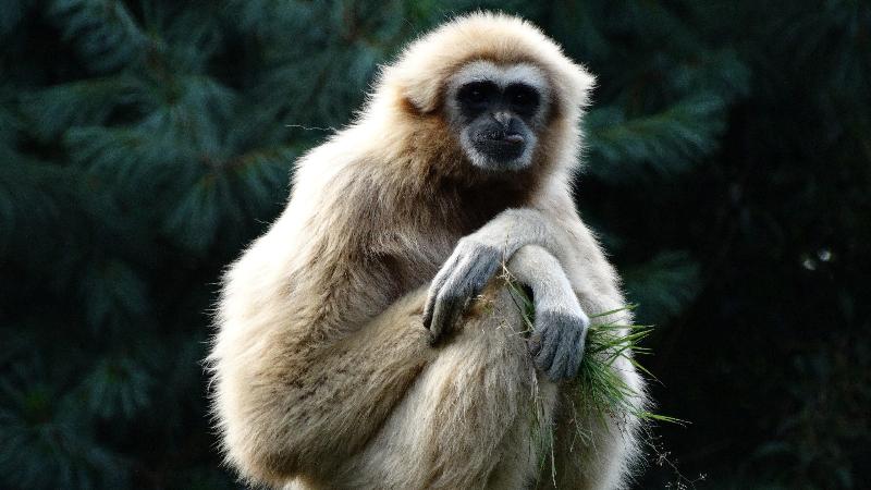 فندق Holiday Inn Express & Suites   Valencia   Santa Clarita, An Ihg