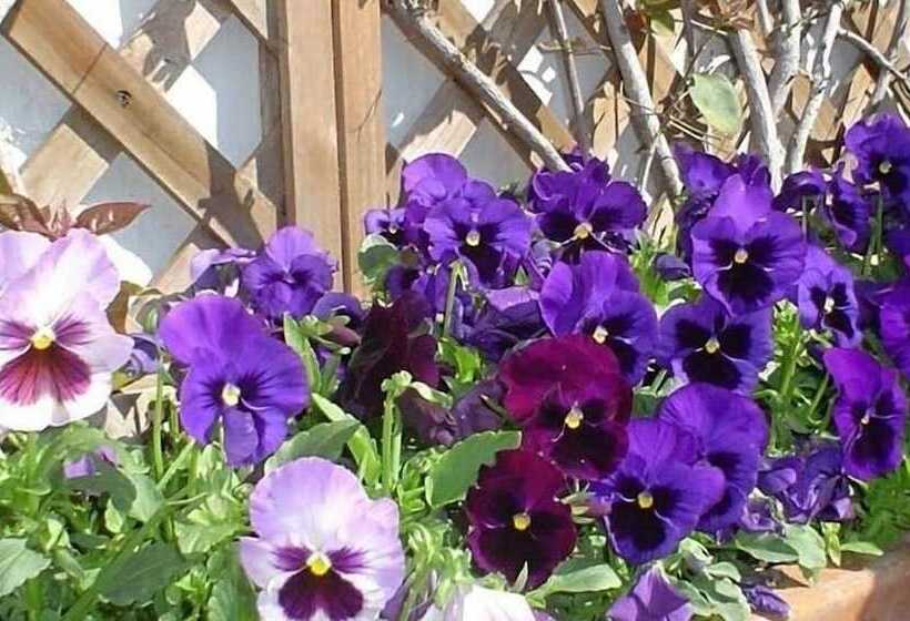 Bed and Breakfast Certe Notti Pompei