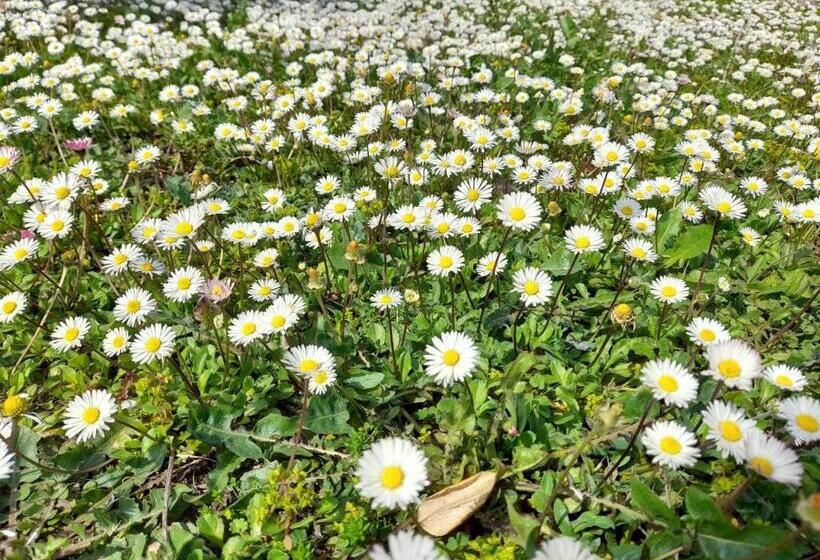 هتل Agriturismo La Torriola