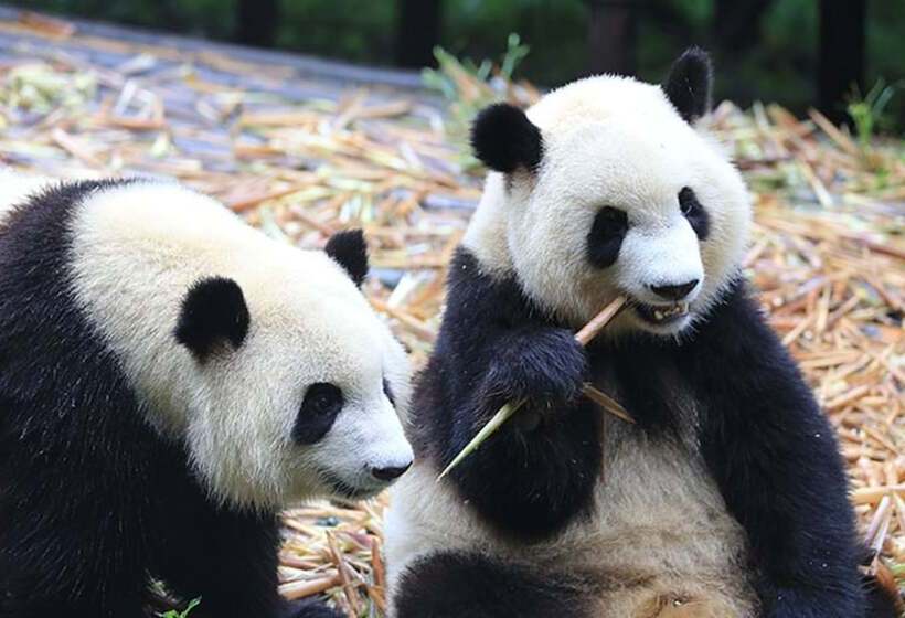 فندق Crowne Plaza Chengdu West, An Ihg