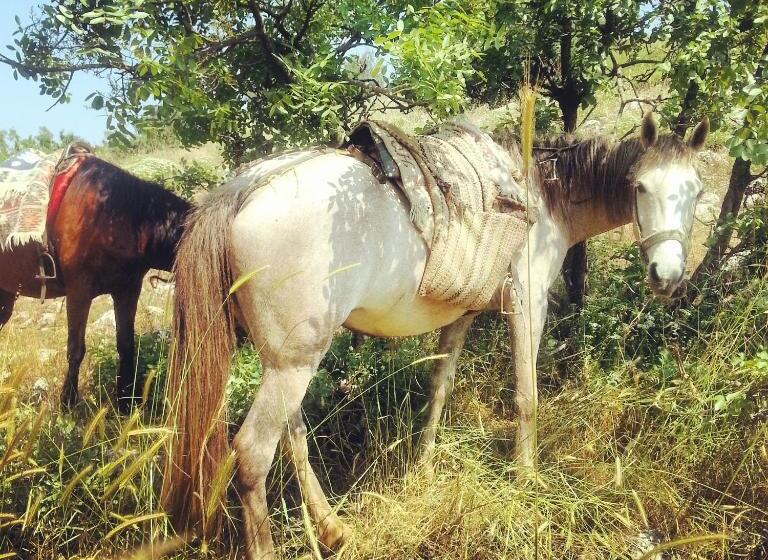 בית מלון כפרי Nisanyan
