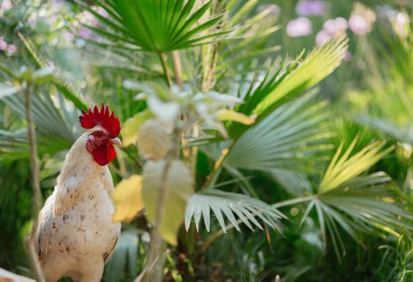 בית מלון כפרי Olympos Lodge