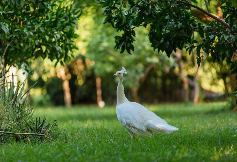 בית מלון כפרי Olympos Lodge