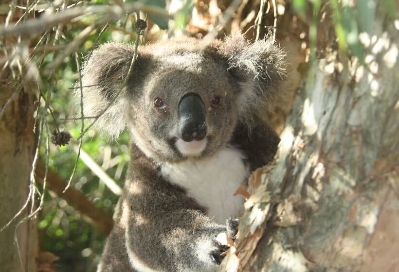 בית מלון כפרי Wanderers Retreat Port Stephens