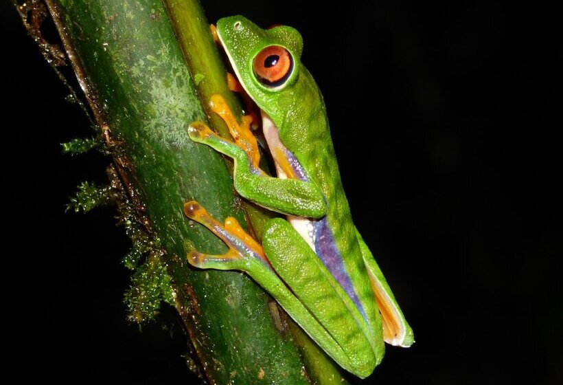 Отель Yatama Ecolodge Sarapiqui