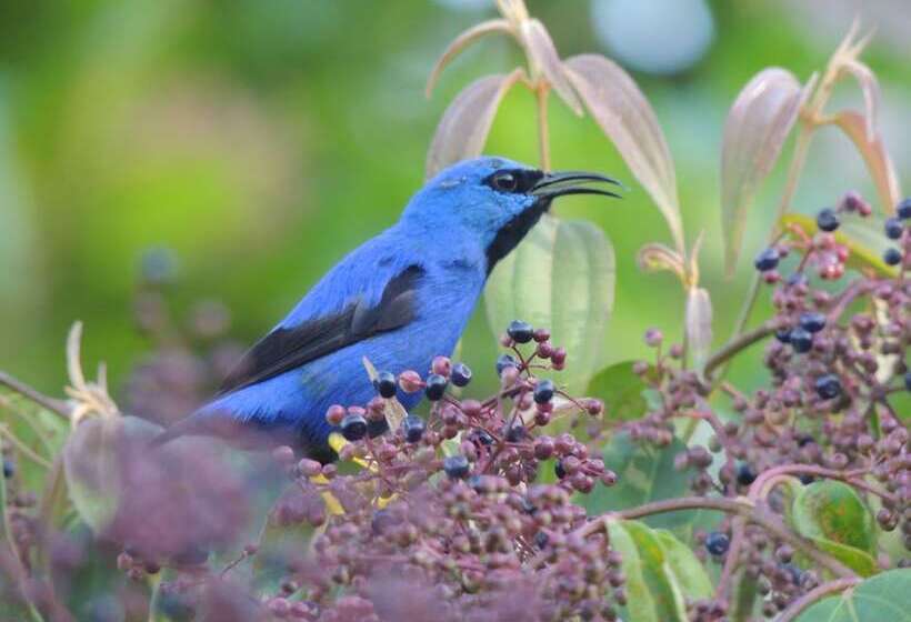 Отель Yatama Ecolodge Sarapiqui