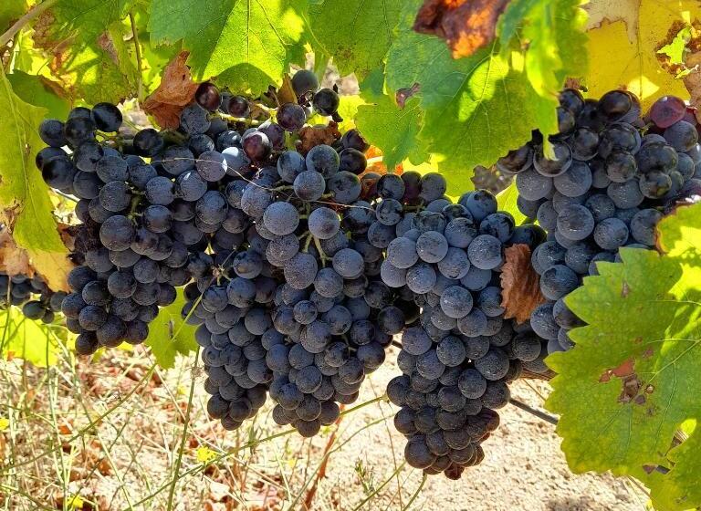 فندق Agriturismo Palas De Serra Country Resort