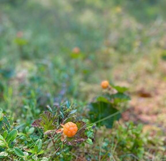 פנסיון Handlarens Villa   Vandrarhem De Luxe