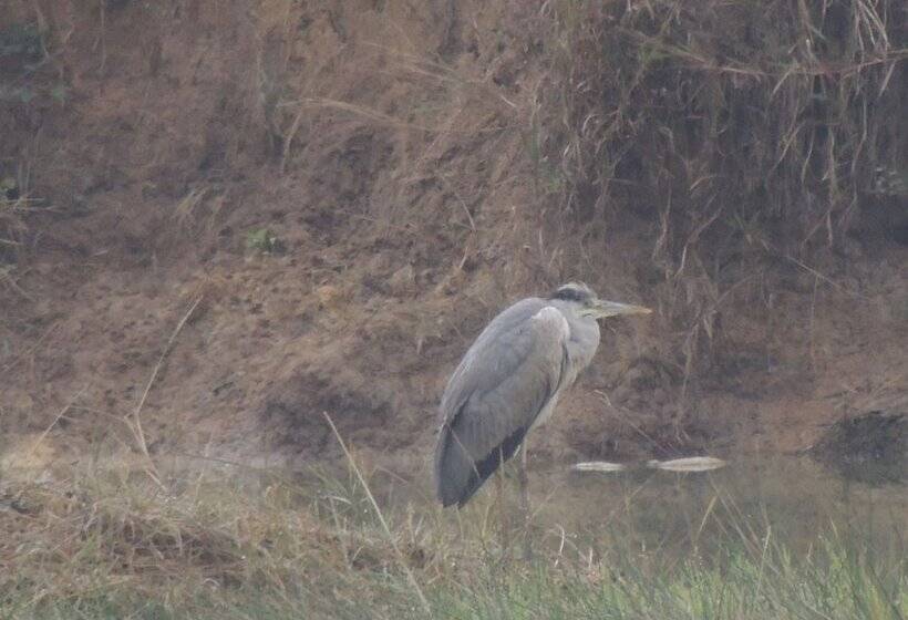 פנסיון Room In Farmhouse   Dandeli   Aura Jungle Stay