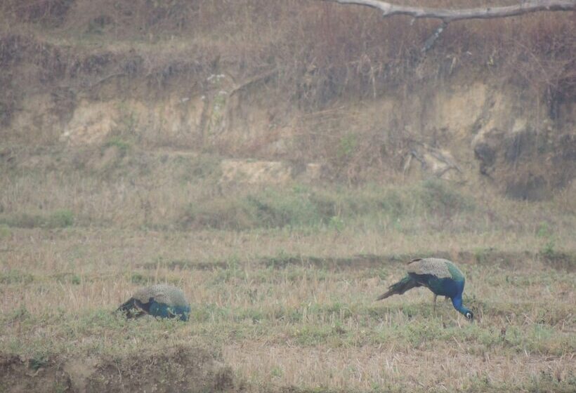 פנסיון Room In Farmhouse   Dandeli   Aura Jungle Stay