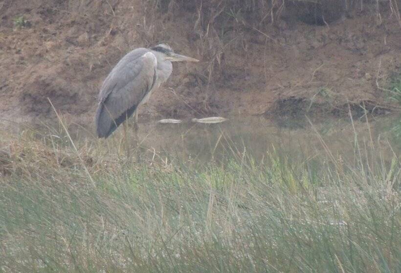 פנסיון Room In Farmhouse   Dandeli   Aura Jungle Stay