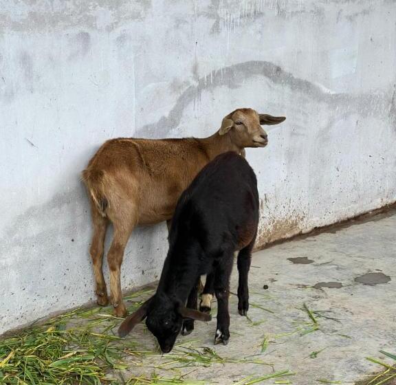 مبيت وإفطار Hacienda Santa Ana Lodging