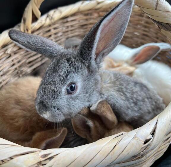 مبيت وإفطار Hacienda Santa Ana Lodging